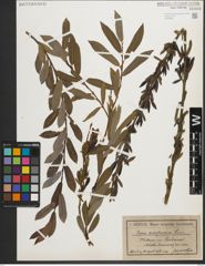 Foto von Salix purpurea L.